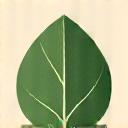 Icon of a leaf and a woven fabric swatch, symbolizing eco-friendly textile choices.